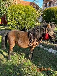 Prodajem poni pastuva